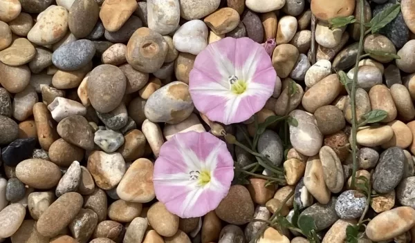 Psychotherapist London - flowers on pebbles