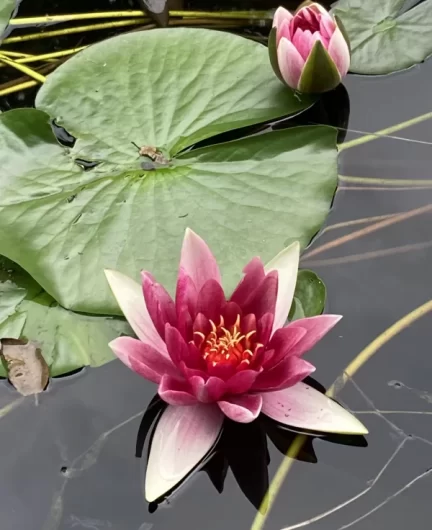 Psychotherapy in London - lotus flower