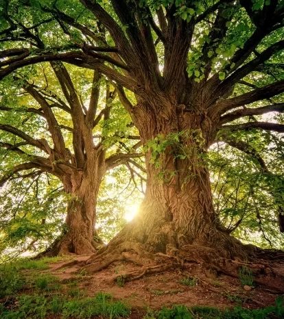 Psychotherapy London - trees